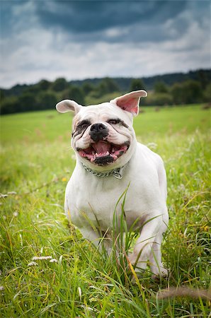 simsearch:400-09158556,k - American Bulldog is running on the grass. Foto de stock - Royalty-Free Super Valor e Assinatura, Número: 400-09066475
