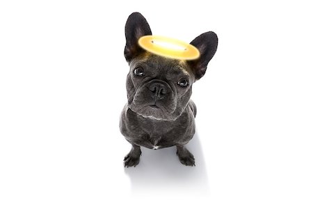 french bulldog  dog with guilty conscience  with angel halo on the head , isolated on white background Fotografie stock - Microstock e Abbonamento, Codice: 400-09066575