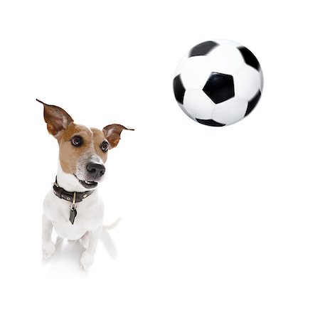 dog fan - soccer jack russell  dog playing with leather ball  , isolated on white background, wide angle fisheye view Stock Photo - Budget Royalty-Free & Subscription, Code: 400-09066579