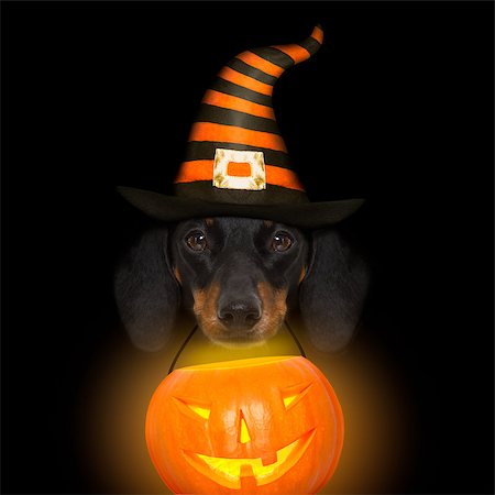 halloween devil sausage dachshund  scared and frightened, isolated on black background, holding a pumpkin lantern Fotografie stock - Microstock e Abbonamento, Codice: 400-09066570