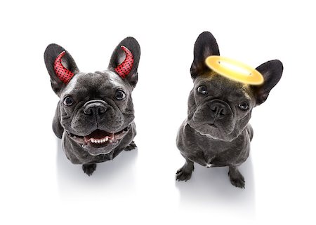 french bulldog dogs ghost for halloween ,  scary and spooky looking up to owner ,right or wrong , good and bad Fotografie stock - Microstock e Abbonamento, Codice: 400-09066571