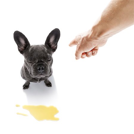 potty-training - french bulldog  dog being punished for urinate or pee  at home by his owner, isolated on white background Stock Photo - Budget Royalty-Free & Subscription, Code: 400-09066584