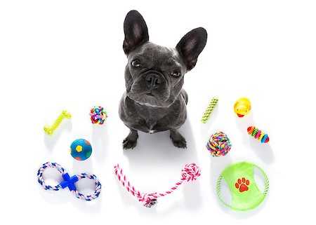 simsearch:400-08158292,k - curious french bulldog  dog looking up to owner waiting or sitting patient to play or go for a walk,  isolated on white background, with a lot of pet toys Fotografie stock - Microstock e Abbonamento, Codice: 400-09066585