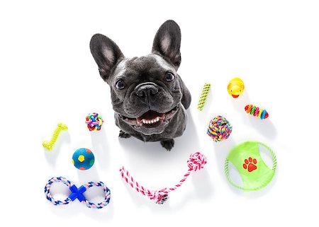 simsearch:400-08158292,k - curious french bulldog  dog looking up to owner waiting or sitting patient to play or go for a walk,  isolated on white background, with a lot of pet toys Fotografie stock - Microstock e Abbonamento, Codice: 400-09066586