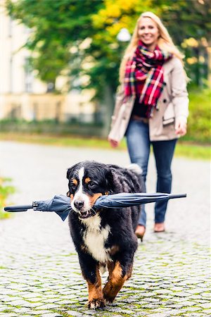 simsearch:400-09136205,k - Dog carrying umbrella of his mom in autumn walk as it stopped to rain Stockbilder - Microstock & Abonnement, Bildnummer: 400-09066980