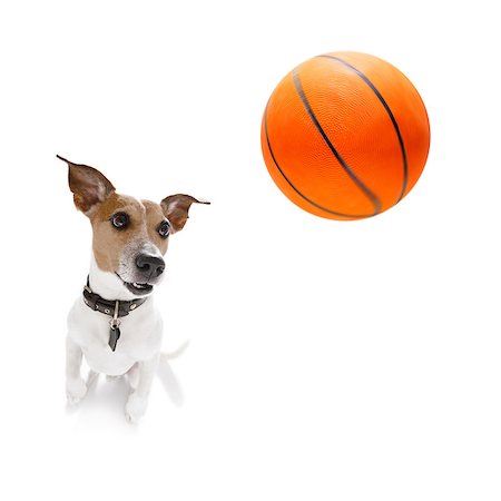 dog fan - basketball  jack russell dog playing with  ball  , isolated on white background, wide angle fisheye view Stock Photo - Budget Royalty-Free & Subscription, Code: 400-09067025