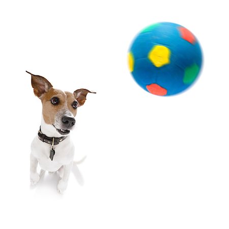 dog fan - soccer jack russell dog playing with  ball  , isolated on white background, wide angle fisheye view Stock Photo - Budget Royalty-Free & Subscription, Code: 400-09067026