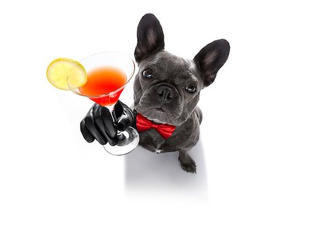 simsearch:400-07822392,k - drunk french bulldog  dog cheering a toast with martini cocktail drink , looking up to owner ,   isolated on white background Foto de stock - Super Valor sin royalties y Suscripción, Código: 400-09067028