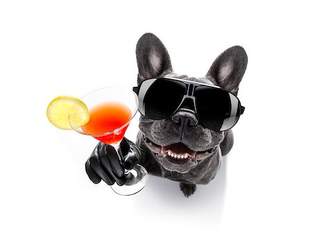 simsearch:400-07822392,k - cool drunk french bulldog  dog cheering a toast with cocktail drink , looking up to owner ,   isolated on white background Foto de stock - Super Valor sin royalties y Suscripción, Código: 400-09067029