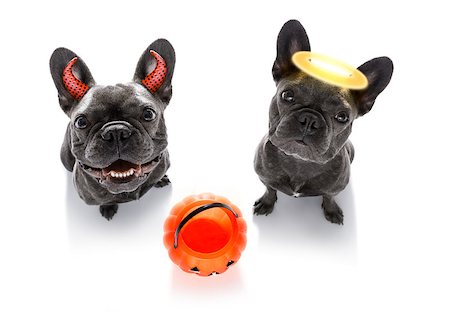 simsearch:400-07250604,k - french bulldog dogs ghost for halloween ,  scary and spooky looking up to owner , for trick or treat with pumpkin lantern Stock Photo - Budget Royalty-Free & Subscription, Code: 400-09067036