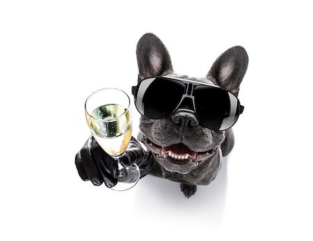 simsearch:400-07822392,k - cool drunk french bulldog  dog cheering a toast with cocktail drink , looking up to owner ,   isolated on white background Foto de stock - Super Valor sin royalties y Suscripción, Código: 400-09067030