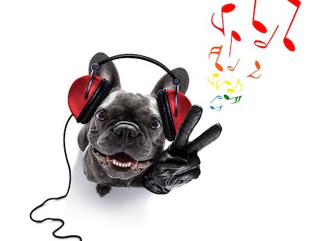 cool dj french bulldog dog listening or singing to music  with headphones and mp3 player, with peace or victory fingers,  isolated on white background Stock Photo - Budget Royalty-Free & Subscription, Code: 400-09067031