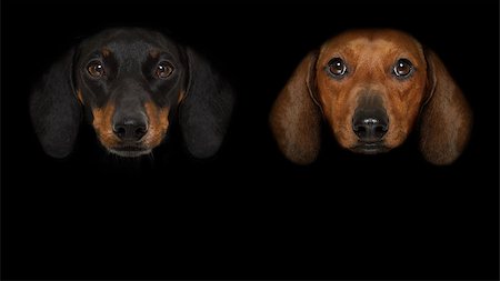 couple of dachshund sausage dogs isolated on black dark dramatic background looking at you frontal, isolated Stock Photo - Budget Royalty-Free & Subscription, Code: 400-09067032