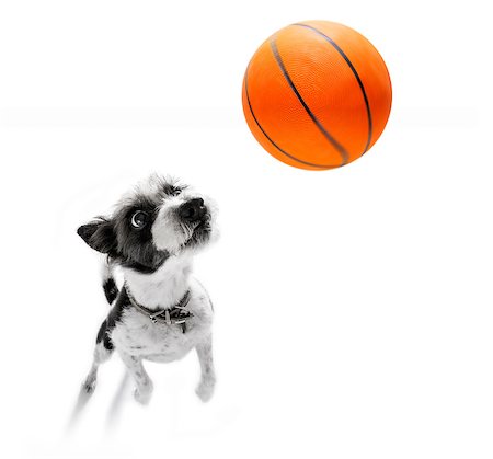 dog fan - basketball  poodle dog playing with  ball  , isolated on white background, wide angle fisheye view Stock Photo - Budget Royalty-Free & Subscription, Code: 400-09067044