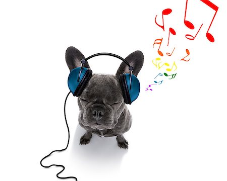 cool dj french bulldog dog listening or singing to music  with headphones and mp3 player, notes all around, isolated on white background, and closed eyes Stock Photo - Budget Royalty-Free & Subscription, Code: 400-09067057