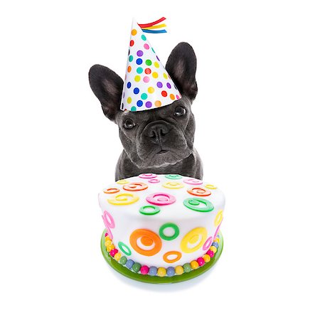 simsearch:400-08155906,k - french bulldog dog  hungry for a happy birthday cake ,wearing party hat  , isolated on white background Stock Photo - Budget Royalty-Free & Subscription, Code: 400-09067051