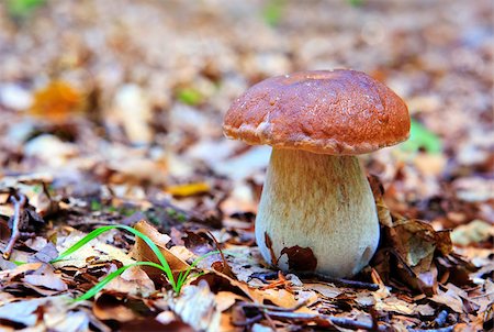simsearch:400-07089206,k - Boletus edulis is edible mushroom. Pporcini on moss in forest. Healthy and delicates food. Foto de stock - Super Valor sin royalties y Suscripción, Código: 400-09067158