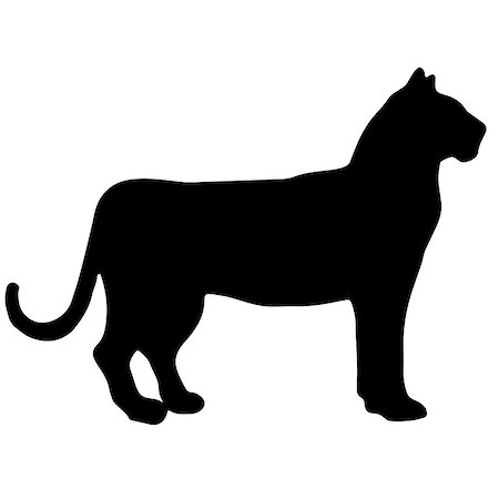 snarling mountain lion animal - tiger black and white vector silhouette. Animal illustration Stock Photo - Budget Royalty-Free & Subscription, Code: 400-09067280