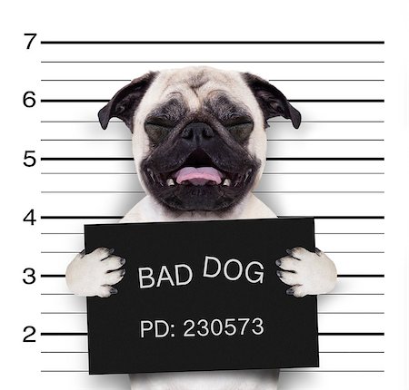 simsearch:400-08898663,k - criminal mugshot  of pug  dog at police station holding placard , isolated on background Photographie de stock - Aubaine LD & Abonnement, Code: 400-09067459