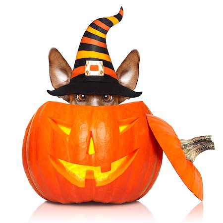 simsearch:400-07250604,k - halloween devil jack russell dog inside pumpkin, scared and frightened, isolated on white background Stock Photo - Budget Royalty-Free & Subscription, Code: 400-09067464