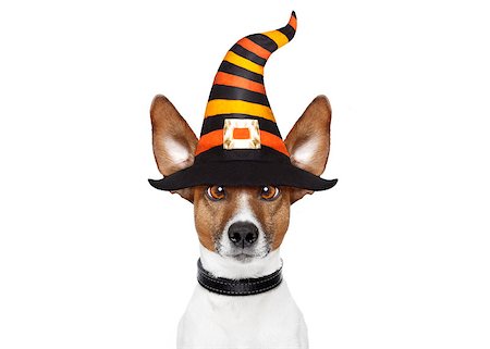 simsearch:400-08413217,k - halloween devil jack russell dog  scared and frightened, isolated on white background, wearing a witch hat Stock Photo - Budget Royalty-Free & Subscription, Code: 400-09067467