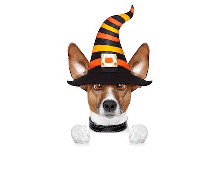 simsearch:400-08413217,k - halloween devil jack russell dog  scared and frightened, holding a blank empty banner or placard , isolated on white background, wearing a witch hat Stock Photo - Budget Royalty-Free & Subscription, Code: 400-09067468