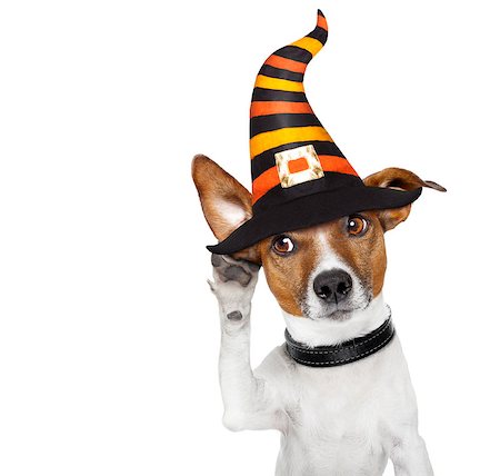 simsearch:400-07984991,k - halloween devil jack russell dog  scared and frightened, listening with one big ear , isolated on white background, Photographie de stock - Aubaine LD & Abonnement, Code: 400-09067469