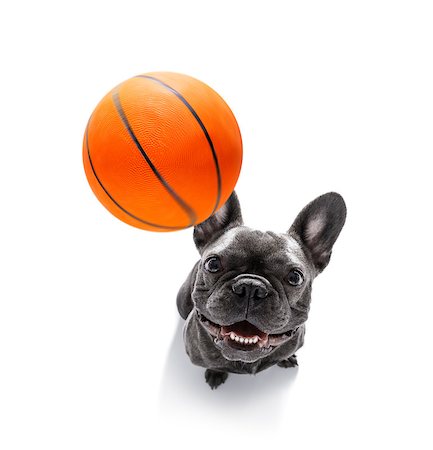 dog fan - basketball  french bulldog dog playing with  ball  , isolated on white background, wide angle fisheye view Stock Photo - Budget Royalty-Free & Subscription, Code: 400-09067460