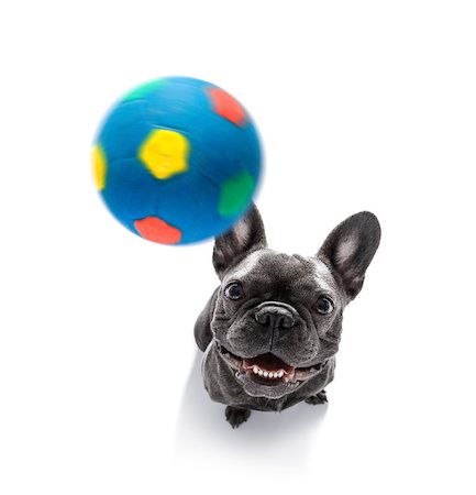 dog fan - soccer french bulldog  dog playing with leather ball  , isolated on white background, wide angle fisheye view Stock Photo - Budget Royalty-Free & Subscription, Code: 400-09067461