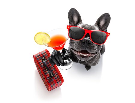 simsearch:400-07822392,k - cool drunk french bulldog  dog cheering a toast with cocktail drink , looking up to owner ,ready to go on vacation holidays Foto de stock - Super Valor sin royalties y Suscripción, Código: 400-09067474