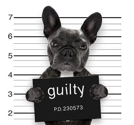 simsearch:400-08898663,k - criminal mugshot  of french bulldog dog at police station holding guilty placard , isolated on background Photographie de stock - Aubaine LD & Abonnement, Code: 400-09067478