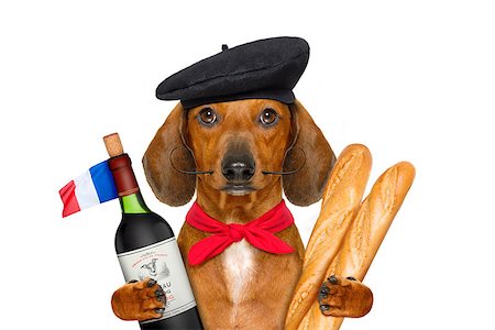 simsearch:400-06927182,k - dachshund sausage dog with beret hat, isolated on white background,with red wine and baguette and french hat and flag Stockbilder - Microstock & Abonnement, Bildnummer: 400-09067479