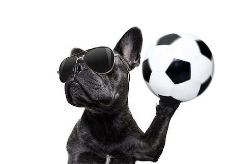 dog fan - soccer french bulldog  dog playing with leather ball  , isolated on white background, wide angle fisheye view Stock Photo - Budget Royalty-Free & Subscription, Code: 400-09067472