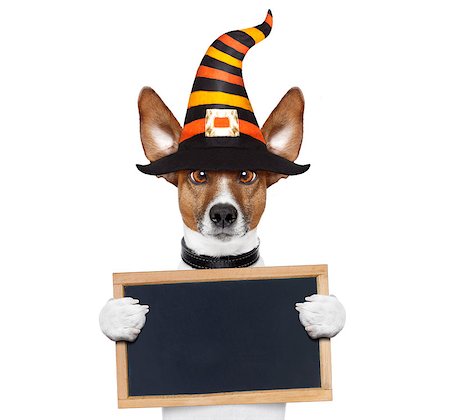 simsearch:400-08413217,k - halloween devil jack russell dog  scared and frightened, holding a blank empty blackboard , isolated on white background, wearing a witch hat Stock Photo - Budget Royalty-Free & Subscription, Code: 400-09067473