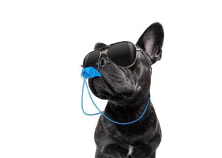 dog fan - referee arbitrator umpire french bulldog dog blowing blue whistle in mouth , isolated on white background Stock Photo - Budget Royalty-Free & Subscription, Code: 400-09067486