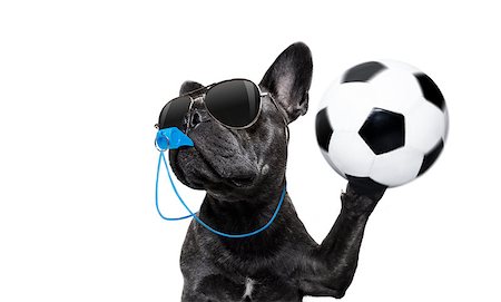 dog fan - referee arbitrator umpire french bulldog dog blowing blue whistle in mouth ,catching a soccer ball,  isolated on white background Stock Photo - Budget Royalty-Free & Subscription, Code: 400-09067487