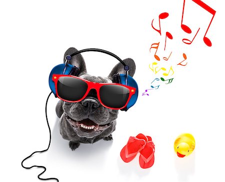 cool dj french bulldog dog listening or singing to music  with headphones and mp3 player, notes all around, isolated on white background and ready for summer vacation Stock Photo - Budget Royalty-Free & Subscription, Code: 400-09067495