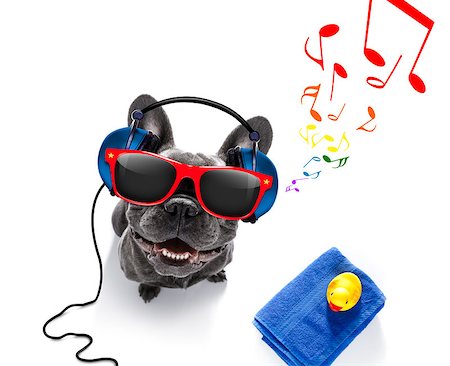 cool dj french bulldog dog listening or singing to music  with headphones and mp3 player, notes all around, isolated on white background and ready for summer vacation Stock Photo - Budget Royalty-Free & Subscription, Code: 400-09067496