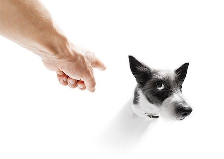 poodle  dog  being punished by owner for very bad behavior , with finger pointing at dog Stock Photo - Budget Royalty-Free & Subscription, Code: 400-09067498