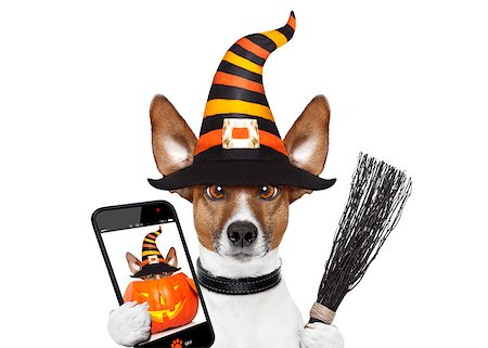 simsearch:400-07250604,k - halloween devil jack russell dog  scared and frightened, isolated on white background, wearing a witch hat taking a selfie with smartphone Stock Photo - Budget Royalty-Free & Subscription, Code: 400-09067490