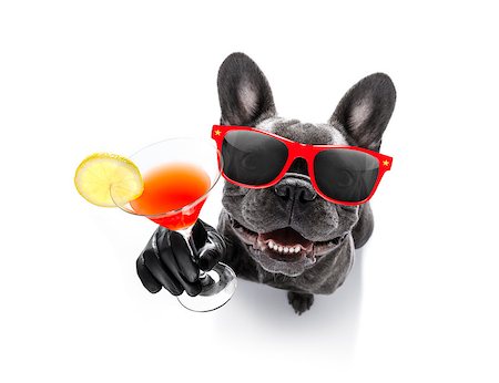 simsearch:400-07822392,k - cool drunk french bulldog  dog cheering a toast with cocktail drink , looking up to owner ,   isolated on white background Foto de stock - Super Valor sin royalties y Suscripción, Código: 400-09067500