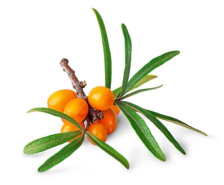 Sea buckthorn. Fresh ripe berries with leaves isolated on white background. Stock Photo - Budget Royalty-Free & Subscription, Code: 400-09067683