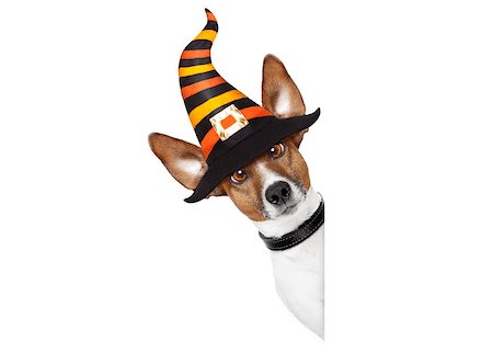 simsearch:400-07250604,k - halloween devil jack russell dog  scared and frightened, behind  a blank empty banner or placard , isolated on white background, wearing a witch hat Stock Photo - Budget Royalty-Free & Subscription, Code: 400-09068195