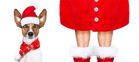 simsearch:400-07050961,k - christmas  santa claus  jack russell dog isolated on white background with  red  boots for the holidays, funny crazy  silly eyes Stock Photo - Budget Royalty-Free & Subscription, Code: 400-09068196