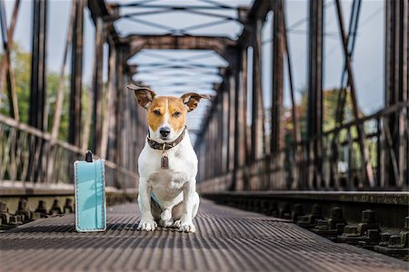 simsearch:400-08158224,k - lost  and homeless  jack russell dog abandoned at rail train track on a bridge,  waiting to be adopted Stockbilder - Microstock & Abonnement, Bildnummer: 400-09068197