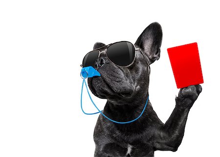 dog fan - referee arbitrator umpire french bulldog dog blowing blue whistle in mouth ,showing red card,  isolated on white background Stock Photo - Budget Royalty-Free & Subscription, Code: 400-09068198