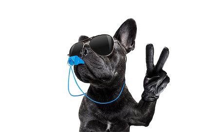 dog fan - referee arbitrator umpire french bulldog dog blowing blue whistle in mouth  whit peace or victory fingers , isolated on white background Stock Photo - Budget Royalty-Free & Subscription, Code: 400-09068199