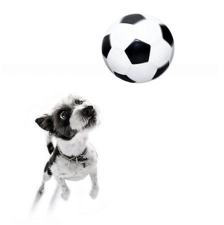 dog fan - soccer poodle dog playing with leather ball  , isolated on white background, wide angle fisheye view Stock Photo - Budget Royalty-Free & Subscription, Code: 400-09068204