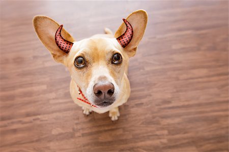 dog ghost for halloween ,  scary and spooky looking up to owner , as a close up wide angle view Fotografie stock - Microstock e Abbonamento, Codice: 400-09068205