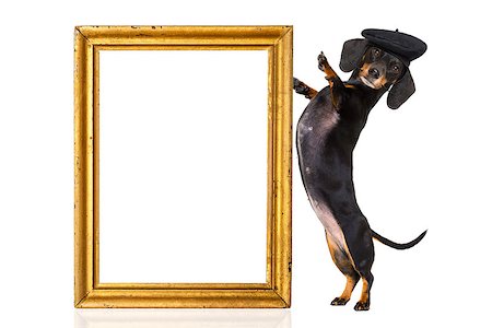 simsearch:400-06927182,k - dachshund sausage dog with beret hat, isolated on white background, behind frame banner  or placard Stockbilder - Microstock & Abonnement, Bildnummer: 400-09068209